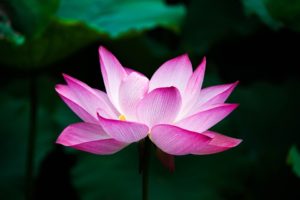 lotus-simple-spirituality-truth-being-source-god-flower-zen